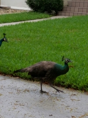 Pavo cristatus × muticus