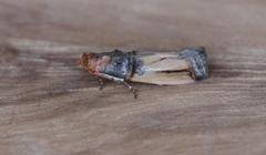 Dasypyga alternosquamella
