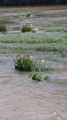 Hymenocallis coronaria