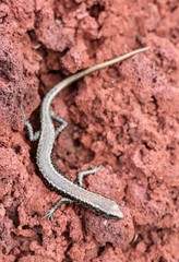 Cryptoblepharus poecilopleurus paschalis