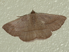 Nadagara xylotrema