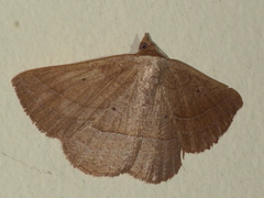 Nadagara xylotrema