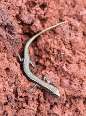 Cryptoblepharus poecilopleurus paschalis