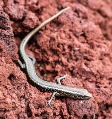 Cryptoblepharus poecilopleurus paschalis