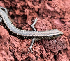 Cryptoblepharus poecilopleurus paschalis