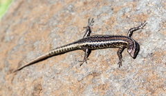 Cryptoblepharus poecilopleurus paschalis