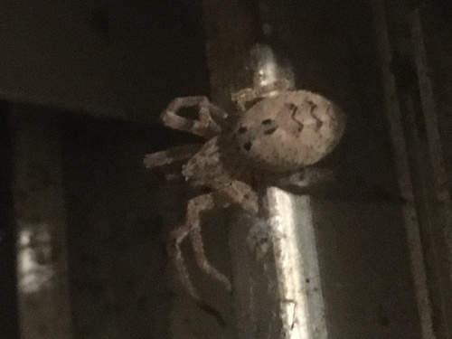 Mediterranean Spiny False Wolf Spider photo 3