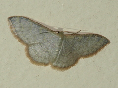 Idaea coercita