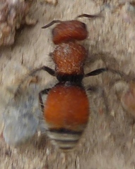 Pseudomethoca propinqua