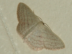 Scopula lechrioloma