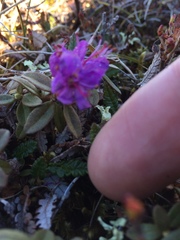 Rhododendron lapponicum