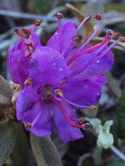 Rhododendron lapponicum
