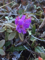 Rhododendron lapponicum