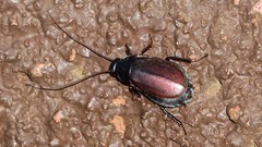 Diploptera punctata
