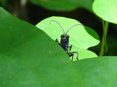 Calopompilus maculipennis
