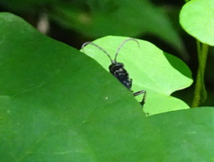 Calopompilus maculipennis