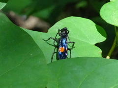 Calopompilus maculipennis