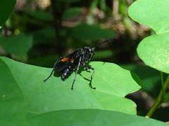 Calopompilus maculipennis