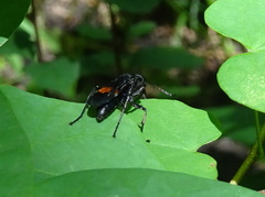 Calopompilus maculipennis