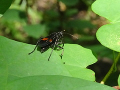 Calopompilus maculipennis