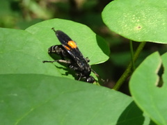 Calopompilus maculipennis