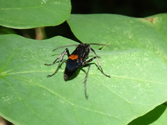 Calopompilus maculipennis