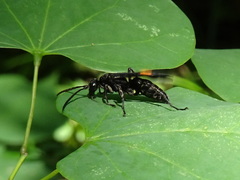 Calopompilus maculipennis