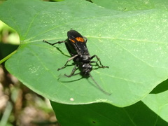 Calopompilus maculipennis