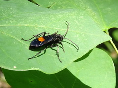 Calopompilus maculipennis