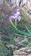 Iris hartwegii australis