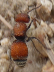 Pseudomethoca propinqua