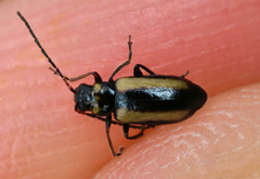 Calomicrus circumfusus