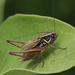 Roesel's Bush-Cricket - Photo (c) Don Sutherland, some rights reserved (CC BY-NC), uploaded by Don Sutherland