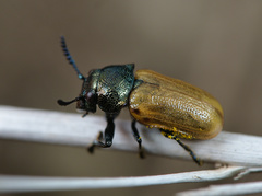 Labidostomis longimana