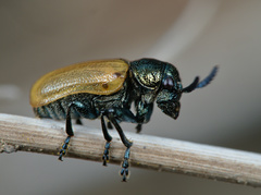 Labidostomis longimana