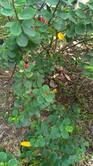 Wikstroemia retusa
