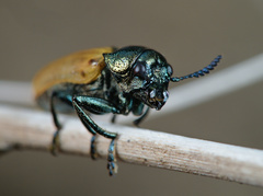 Labidostomis longimana