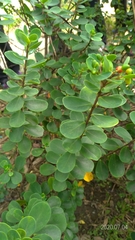 Wikstroemia retusa