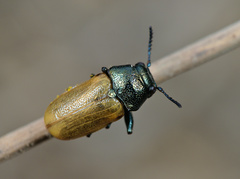 Labidostomis longimana