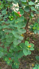 Wikstroemia retusa