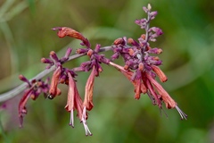 Agastache rupestris