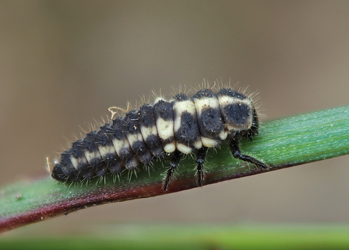 Keturiolikataškė Boružė nuotrauka