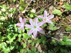 Phlox adsurgens