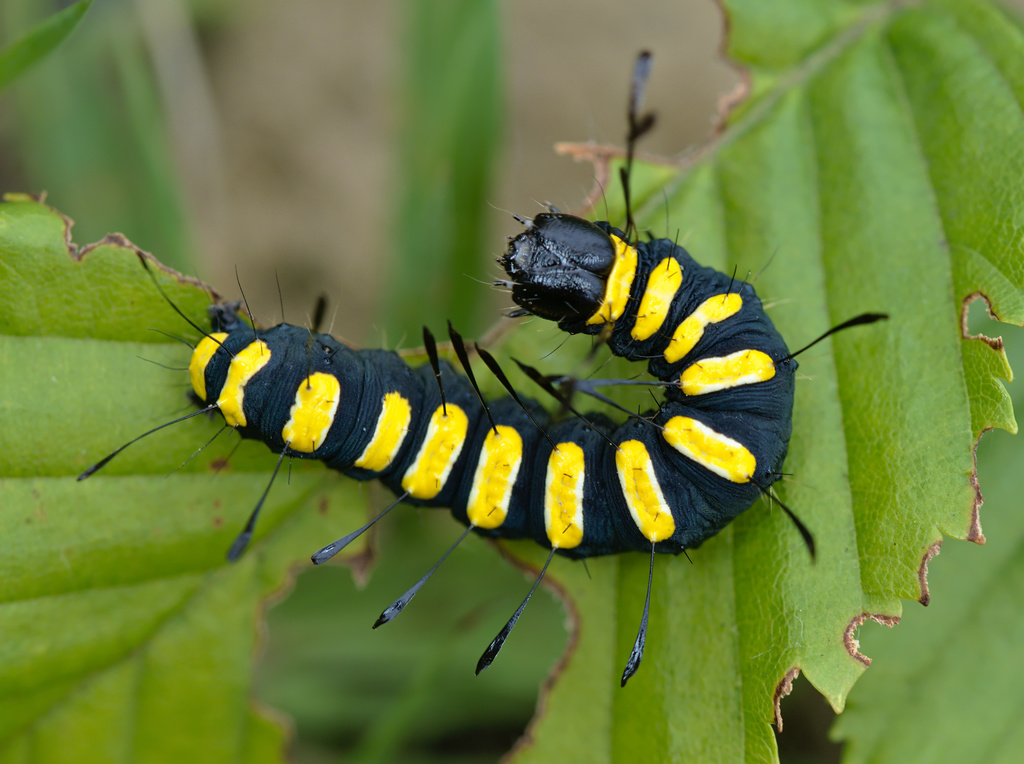 Alder Moth