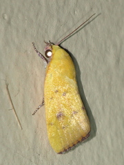 Earias luteolaria