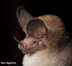 Schmidt's Big-Eared Bat photo 5