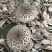 Amanita spissacea - Photo (c) Dhugal Lindsay, some rights reserved (CC BY-NC), uploaded by Dhugal Lindsay