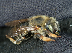 Anthidium punctatum