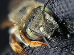 Anthidium punctatum