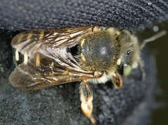 Anthidium punctatum